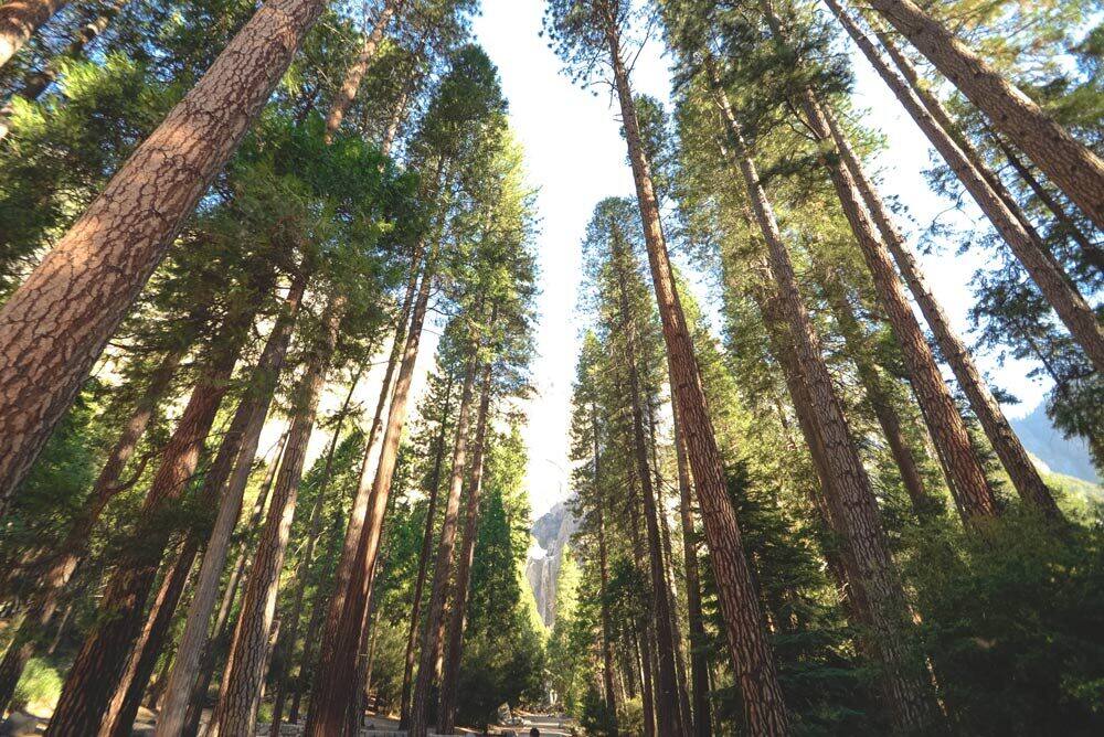 What is Tree Carbon Power? Is it edible?