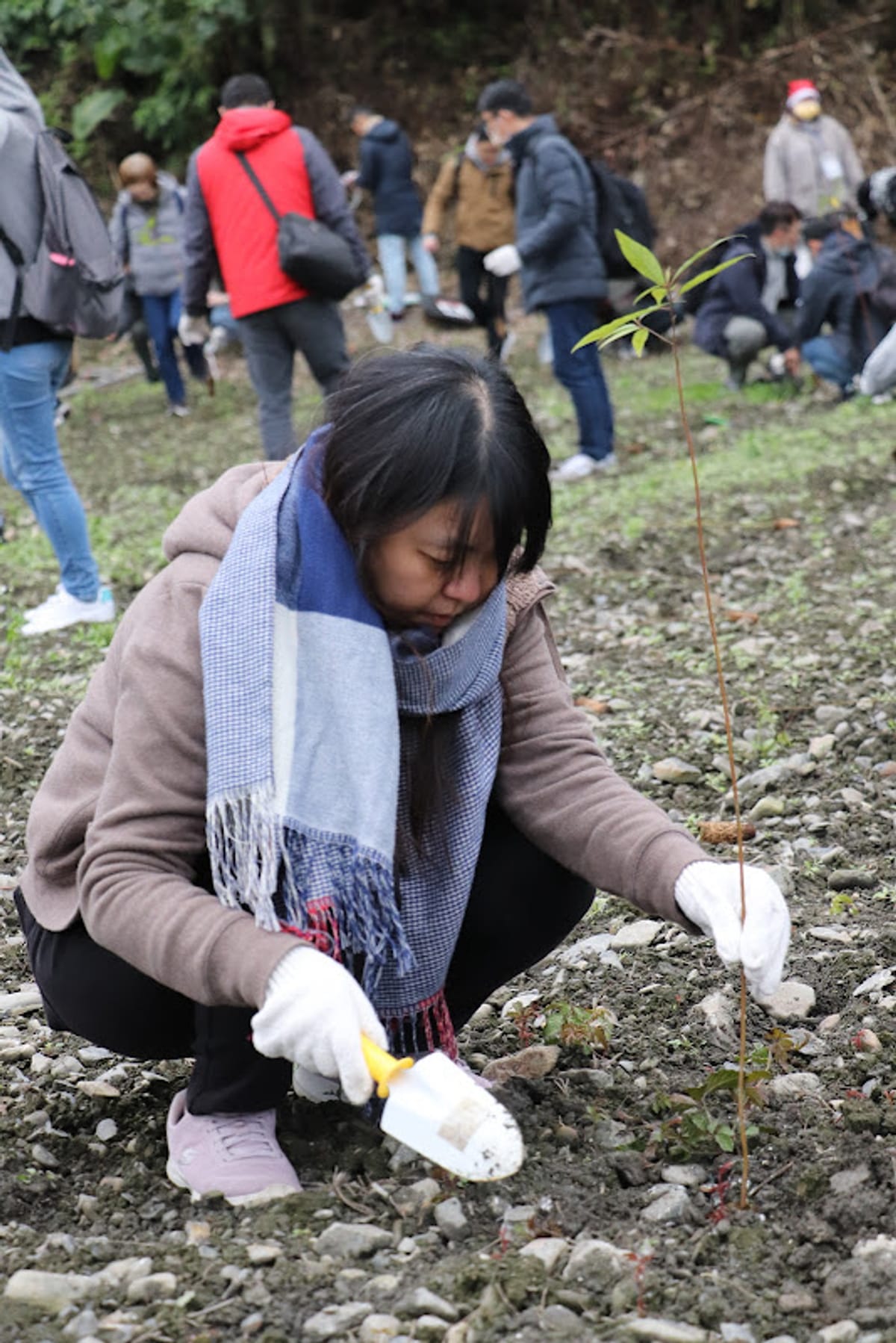 A participant kneels, gloves on, carefully planting a young sapling
