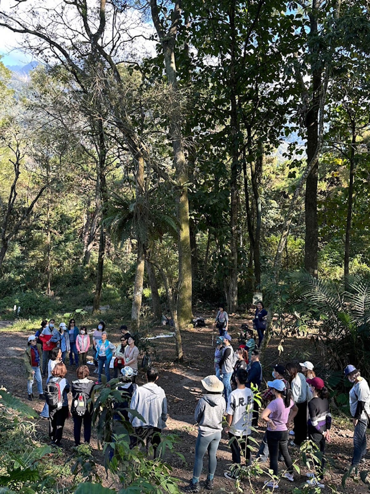 Participants walk into sunlit forest on an ecology tour