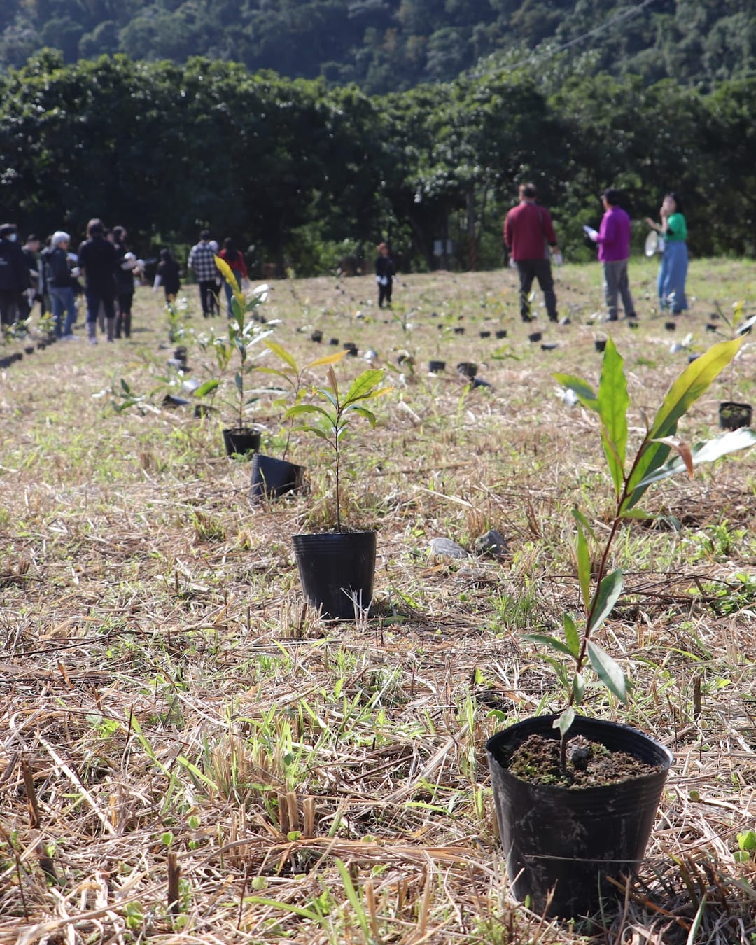 Rows of seedlings waiting to be planted, pointing toward people walking into the field — corporate joint planting day, January 2026